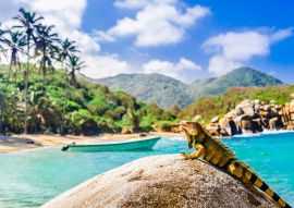 Lais Puzzle - Blick auf Leguan auf einem Felsen im Nationalpark Tayrona in Kolumbien - 100, 200, 500 & 1.000 Teile