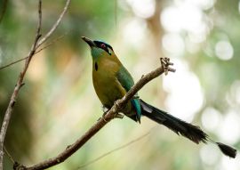 Lais Puzzle - Barranquero Ave de Caldas Armenia y Quindio - Kolumbien - 100, 200, 500 & 1.000 Teile