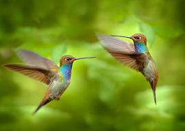 Lais Puzzle - Kolibri im Flug, Naturhabitat grüner Wald, Weißschwanz-Bergstar, Urochroa bougueri, Montezuma, Kolumbien - 100, 200, 500 & 1.000 Teile