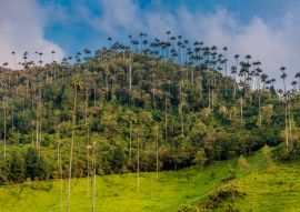 Lais Puzzle - El Bosque de Las Palmas Landschaften von Palmen im Tal Cocora bei Salento Quindio in Kolumbien - 100, 200, 500 & 1.000 Teile