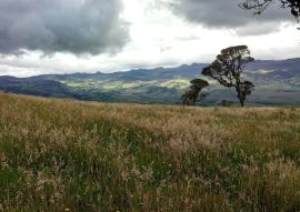 Lais Puzzle - Totoró, Cauca, Kolumbien - 100, 200, 500 & 1.000 Teile