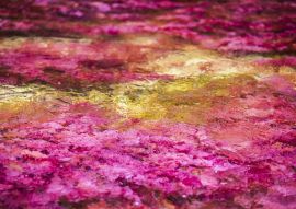 Lais Puzzle - Caño cristales, Kolumbien - 100, 200, 500 & 1.000 Teile