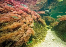 Lais Puzzle - Caño cristales, Kolumbien - 100, 200, 500 & 1.000 Teile