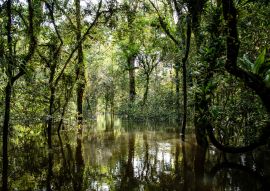 Lais Puzzle - Lagunen und Wälder im Dschungel von Guainia in Kolumbien - 100, 200, 500 & 1.000 Teile