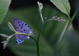 Lais Puzzle - Schmetterling Florencia, Caquetá, Kolumbien - 100, 200, 500 & 1.000 Teile