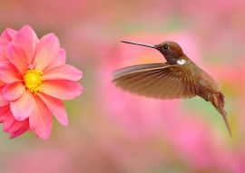 Lais Puzzle - Vogel mit rosa Blume. Kolibri Brown Inca, Coeligena wilsoni, fliegt neben schöner rosa Blüte, Kolumbien - 100, 200, 500 & 1.000 Teile