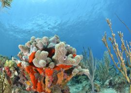 Lais Puzzle - Korallenriff in San Andres Kolumbien - 100, 200, 500 & 1.000 Teile