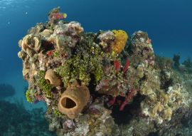 Lais Puzzle - Korallenriff in San Andres Kolumbien - 100, 200, 500 & 1.000 Teile