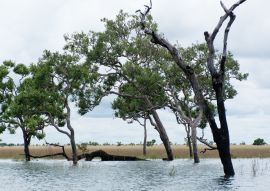 Lais Puzzle - Wasserspiegel im El Tuparro Park Kolumbien - 100, 200, 500 & 1.000 Teile