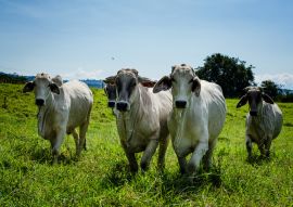 Lais Puzzle - Kaffee-Kulturlandschaft, Landwirtschaft und kolumbianisches Landleben, Kaffeeanbau und landwirtschaftliche Produkte in Chinchiná Caldas Kolumbien - 100, 200, 500 & 1.000 Teile