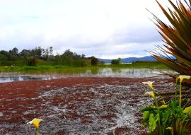 Lais Puzzle - La Cocha, Nariño, Kolumbien - 100, 200, 500 & 1.000 Teile