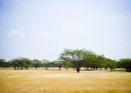 Lais Puzzle - Valledupar, Cesar, Kolumbien - 100, 200, 500 & 1.000 Teile