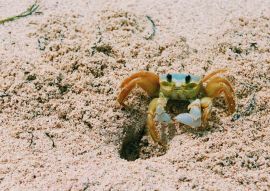 Lais Puzzle - Kleine Krabbe auf dem Strandsand der Insel San Andres, Kolumbien - 100, 200, 500 & 1.000 Teile