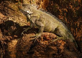 Lais Puzzle - Leguan klettert auf einen Baum in Kolumbien - 100, 200, 500 & 1.000 Teile