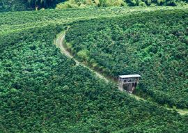 Lais Puzzle - Kaffee- und Orangenanbau in Chinchiná Caldas, Kolumbien, Kaffee-Kulturlandschaft - 100, 200, 500 & 1.000 Teile