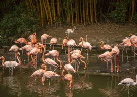 Lais Puzzle - Cali, Valle del Cauca, Kolumbien - 100, 200, 500 & 1.000 Teile