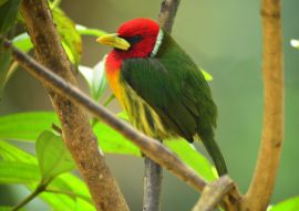 Lais Puzzle - Rotkopf-Bartvogel (Eubucco bourcierii), adultes Männchen auf einem Ast sitzend. Valle del Cauca, Kolumbien - 100, 200, 500 & 1.000 Teile