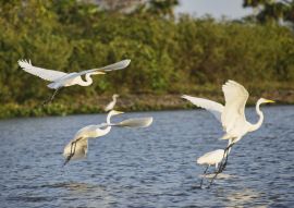 Lais Puzzle - Silberreiher (Ardea alba) auf dem Rio Magdalena, Santa Cruz de Mompox, Bolivar, Kolumbien - 100, 200, 500 & 1.000 Teile
