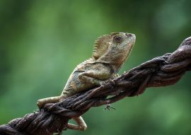 Lais Puzzle - Walddracheneidechse auf Baumast, Kolumbien - 100, 200, 500 & 1.000 Teile