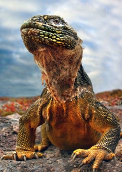 Lais Puzzle - Galapagos Leguan, Ecuador - 100, 200, 500 & 1.000 Teile