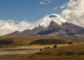 Lais Puzzle - Vulkan Cotopaxi und Wildpferde, Ecuador - 100, 200, 500 & 1.000 Teile