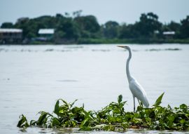 Lais Puzzle - Samborondón-Guayas Ecuador - 100, 200, 500 & 1.000 Teile