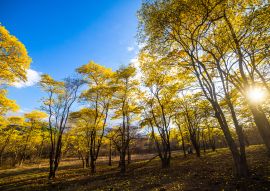 Lais Puzzle - Bäume von Guayacán Ecuador - 100, 200, 500 & 1.000 Teile