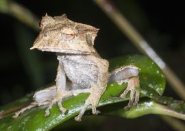 Lais Puzzle - Orchidee, Ecuador - 100, 200, 500 & 1.000 Teile