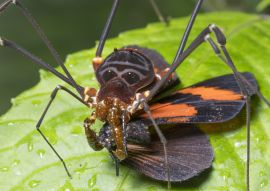Lais Puzzle - Großer Harvesman oder Phalangid beim Fressen eines Schmetterlings im montanen Regenwald bei Nacht in der Cordillera del Condor, Ecuador - 100, 200, 500 & 1.000 Teile