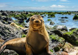 Lais Puzzle - Pelzrobbe am Strand von Mann, Ecuador - 100, 200, 500 & 1.000 Teile