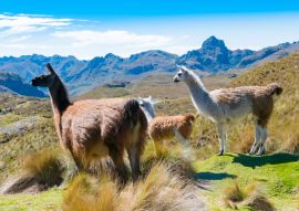 Lais Puzzle - Ecuador Cuenca Lamas im Cajas Park - 100, 200, 500 & 1.000 Teile