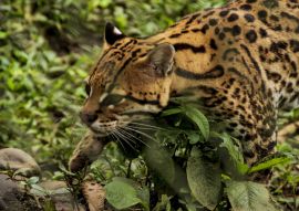 Lais Puzzle - Jaguar in einem Zoo, Ecuador - 100, 200, 500 & 1.000 Teile