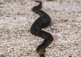 Lais Puzzle - Podocarpus, Ecuador - 100, 200, 500 & 1.000 Teile