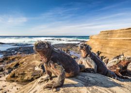 Lais Puzzle - Galapagos Meeresleguan, Ecuador - 100, 200, 500 & 1.000 Teile