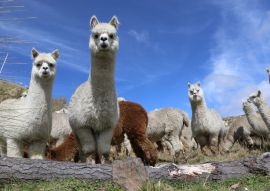 Lais Puzzle - Alpakazucht, Ecuador - 100, 200, 500 & 1.000 Teile