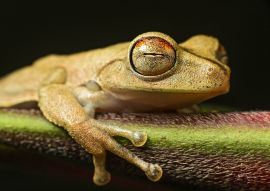Lais Puzzle - Gunther's gebänderter Laubfrosch (Hypsiboas fasciatus), Ecuador - 100, 200, 500 & 1.000 Teile