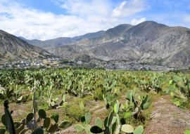 Lais Puzzle - Valle del Chota, Ecuador - 100, 200, 500 & 1.000 Teile