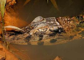 Lais Puzzle - Schwarzer Kaiman, Ecuador - 100, 200, 500 & 1.000 Teile