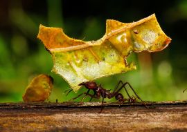 Lais Puzzle - Blattschneiderameise, Ecuador - 100, 200, 500 & 1.000 Teile