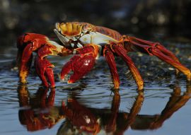 Lais Puzzle - Sally Lightfoot Krabbe im Wasser, Ecuador - 100, 200, 500 & 1.000 Teile