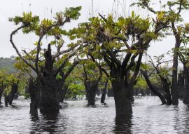 Lais Puzzle - Tote Bäume mit Bromelien, Cuyabeno, Amazonia, Oriente, Ecuador - 100, 200, 500 & 1.000 Teile