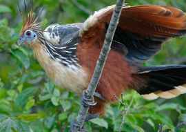 Lais Puzzle - Hoatzin (Opisthocomus hoazin) im Naturschutzgebiet Cuyabeno (Amazonien, Ecuador) - 100, 200, 500 & 1.000 Teile