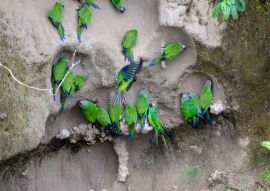 Lais Puzzle - Blaukopf-Papagei, Ecuador - 100, 200, 500 & 1.000 Teile