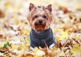 Lais Puzzle - Yorkshire Terrier im Pullover, England - 100, 200, 500 & 1.000 Teile