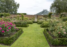 Lais Puzzle - David Austin Englische Strauchrose - 100, 200, 500 & 1.000 Teile