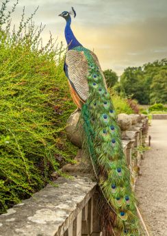 Lais Puzzle - Farbenfroher Pfau im Garten der Newstead Abbey, Nottinghamshire, England - 100, 200, 500 & 1.000 Teile