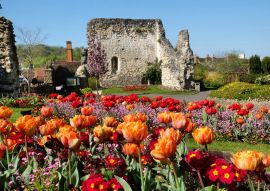 Lais Puzzle - Bunte Frühlings-Tulpen rund um Guildford Castle, Surrey, England - 100, 200, 500 & 1.000 Teile