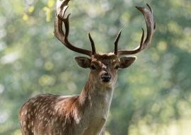 Lais Puzzle - Damhirschbock, Wentworth Castle, England - 100, 200, 500 & 1.000 Teile