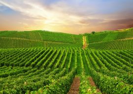 Lais Puzzle - Ansicht eines Weinbergs in der Pfalz, Deutschland - 100, 200, 500 & 1.000 Teile