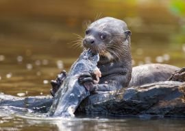 Lais Puzzle - Riesenotter beim Fischessen im Pantanal von Mato Grosso, Brasilien - 100, 200, 500 & 1.000 Teile